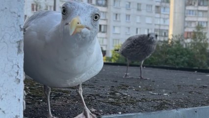 Seagull guzzles down whole sausage in his routine feeding time