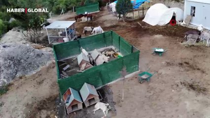 Kesilmekten kurtulan atların son hali görüntülendi