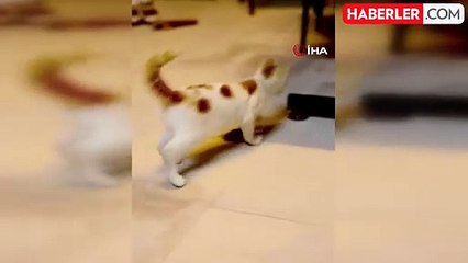 Kedinin fareyle gülümseten oyunu kamerada