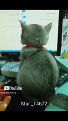 cat looking screen #baby #cute # #funny #love #star5002 #viralshort #viralvideo @star_14672
