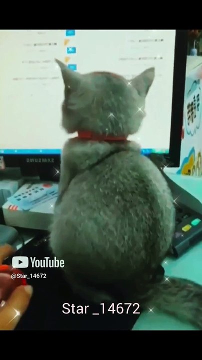 cat looking screen #baby #cute # #funny #love #star5002 #viralshort #viralvideo @star_14672
