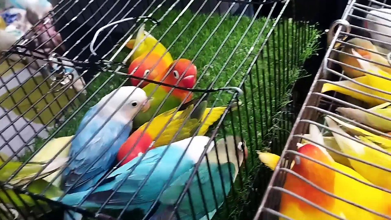 Birds Market Lalukhet Sunday Video Latest Update