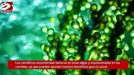 Bañarse en algas puede alargar la vida