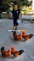 ROOSTERS,,,, When man order the roosters, all roosters lay down