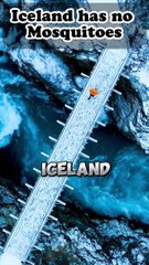 Iceland has no Mosquitoes.