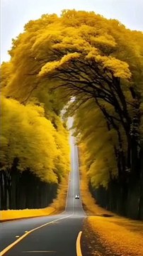 COLOR FULL TREES,,,it is a very beautiful trees on the both side on the road