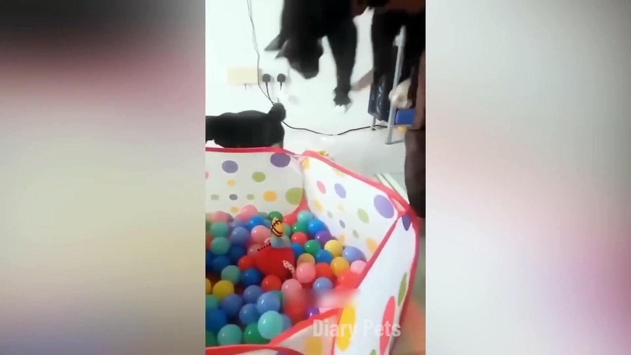 Funniest Animals 2024  New Funny Cats and Dogs Videos  Part