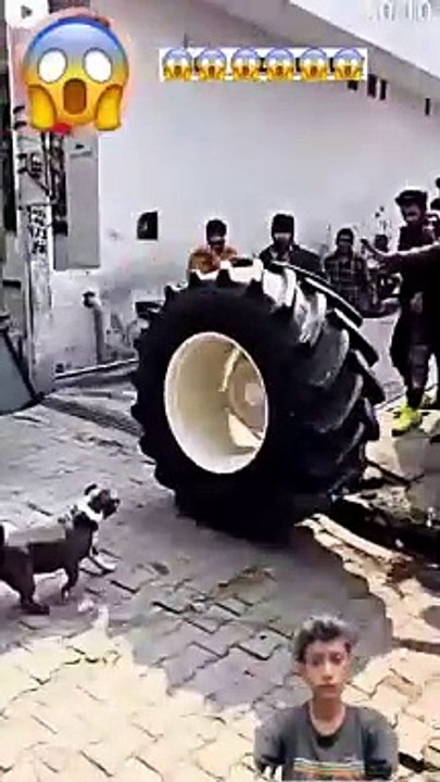 Nishu Bhai Ki Mano Dog  _trending _youtubeshorts _popular _viralshorts _shorts _subscribe(360P)