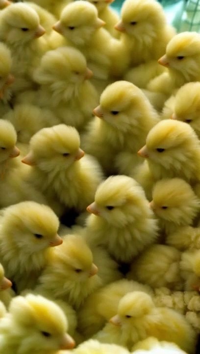 Animations video #potato #food #trending #shorts