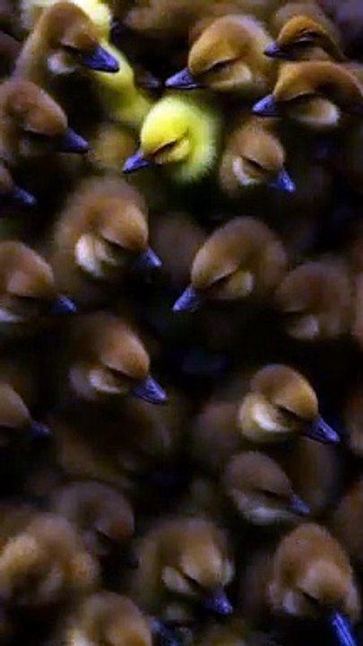 Animations video #potato #food #trending #shorts