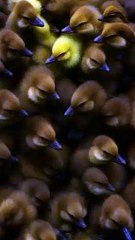 Animations video #potato #food #trending #shorts