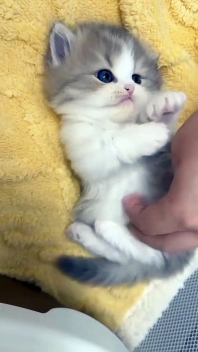 Me eo ow Meow