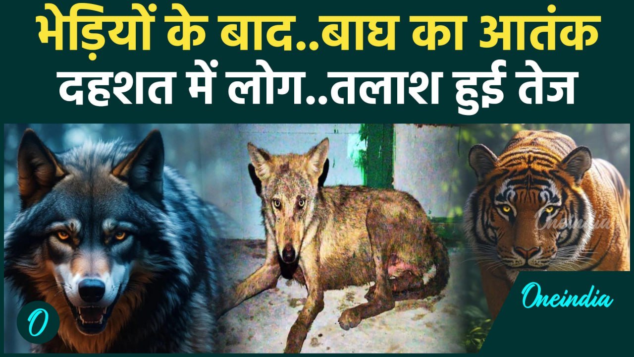 Bahraich: बहराइच में आदमखोर भेड़ियों का आतंक,Lakhimpur kheri में बाघों का खौफ| Wolf | वनइंडिया हिंदी