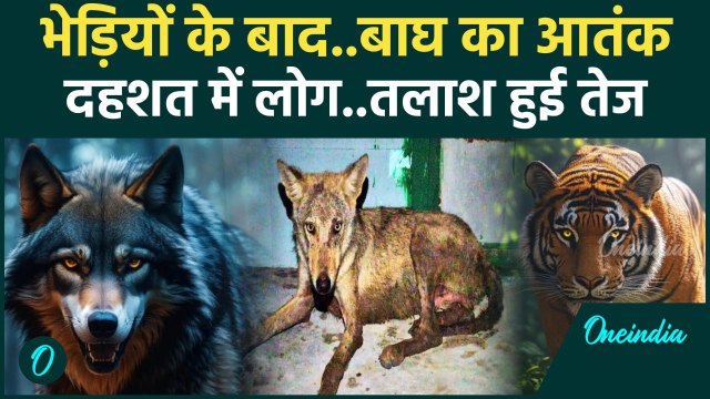 Bahraich: बहराइच में आदमखोर भेड़ियों का आतंक,Lakhimpur kheri में बाघों का खौफ| Wolf | वनइंडिया हिंदी