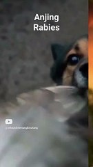 rabid dogs can kill humans