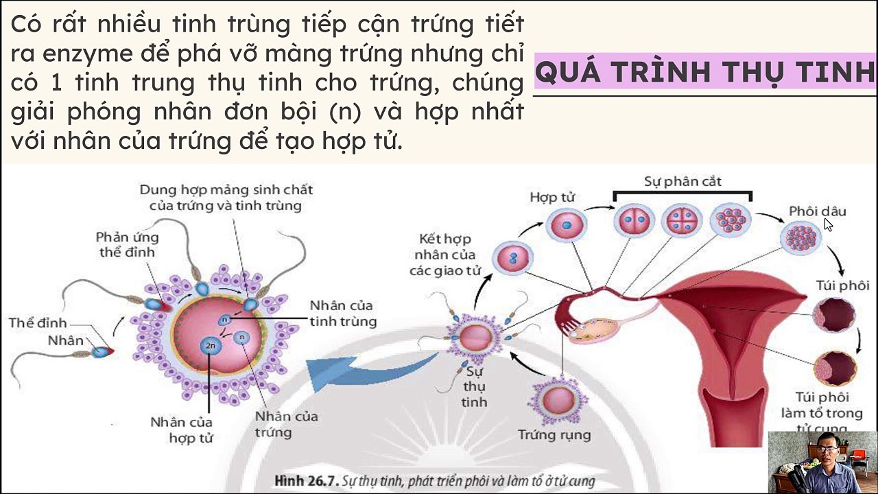Sinh 11 - Bài 26 Sinh sản ở động vật