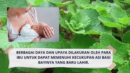 Tanaman asli Indonesia Daun Torbangun Berkhasiat Melancarkan ASI yang banyak di teliti Ilmuan