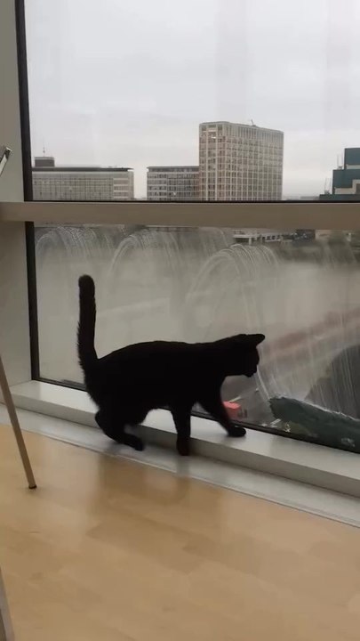 "When Your Cat Thinks The Window Washer Is Just Another Toy To Bat Around Follow For More Videos"....!!