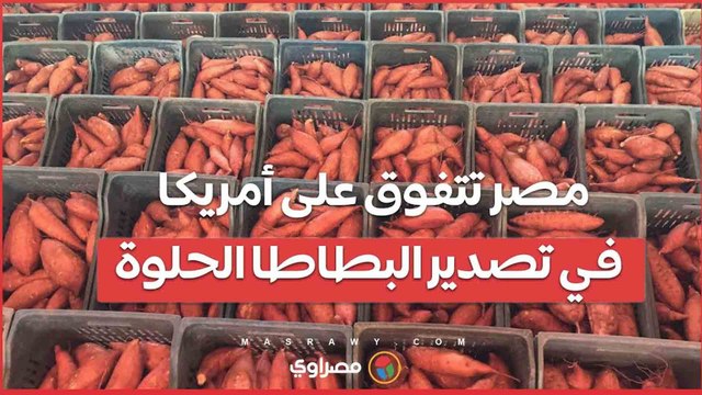 مصر تتفوق على أمريكا في تصدير البطاطا الحلوة إلى أوروبا .. هل يمكن أن تصبح هذه السيطرة دائمة؟
