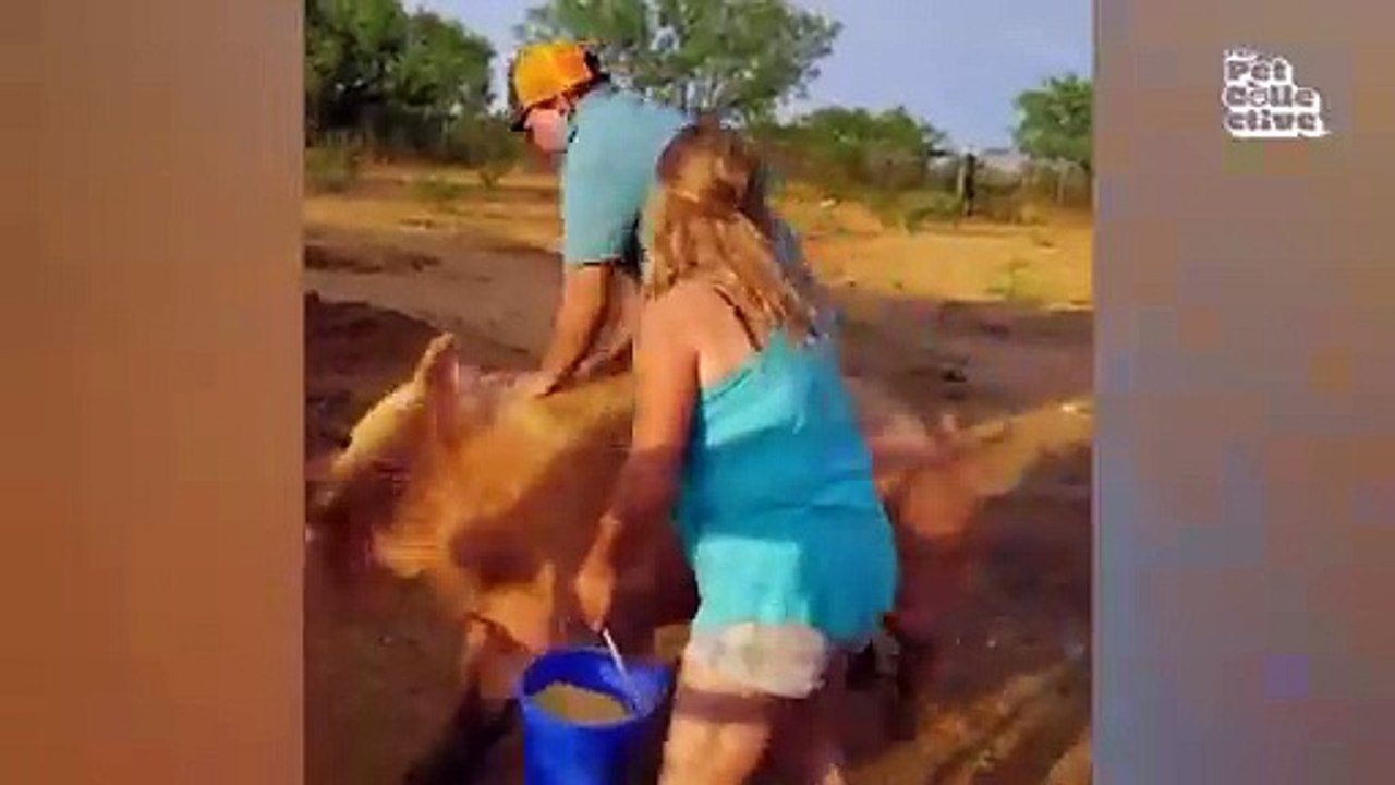 Funniest animal video
