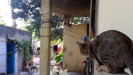 Cats hunt at such a fast speed