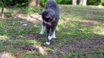 Cat and snake fight, Meow Meow punched the snake and couldn't distinguish between southeast and northwest