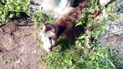 Cat and mouse, a natural nemesis, can't escape the cat's claws!