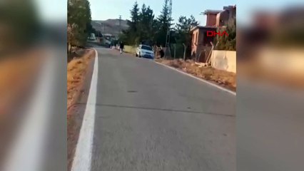 Yavru köpeği tarım aleti saplayarak öldüren kişi: Devlet kanun çıkardı köpekleri öldürmek için