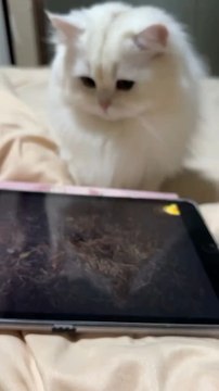 Kittens Also Love Playing Games Follow For More Videos That Have Fun Moments ....!!