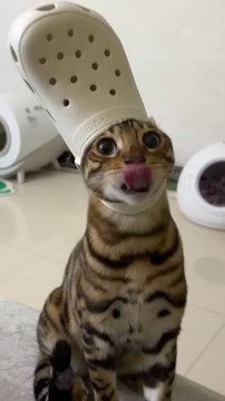 Funniest Pets Ever - Cute Baby Dogs and Cats #dogs #shorts #cats #funnypet #animals #cuteanimals