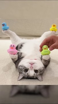 Funniest Pets Ever - Cute Baby Dogs and Cats #dogs #shorts #cats #funnypet #animals #cuteanimals