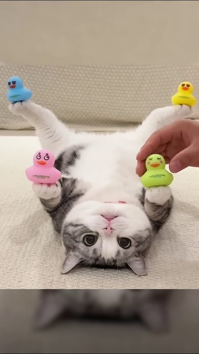 Funniest Pets Ever - Cute Baby Dogs and Cats #dogs #shorts #cats #funnypet #animals #cuteanimals