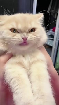 Funniest Pets Ever - Cute Baby Dogs and Cats #dogs #shorts #cats #funnypet #animals #cuteanimals