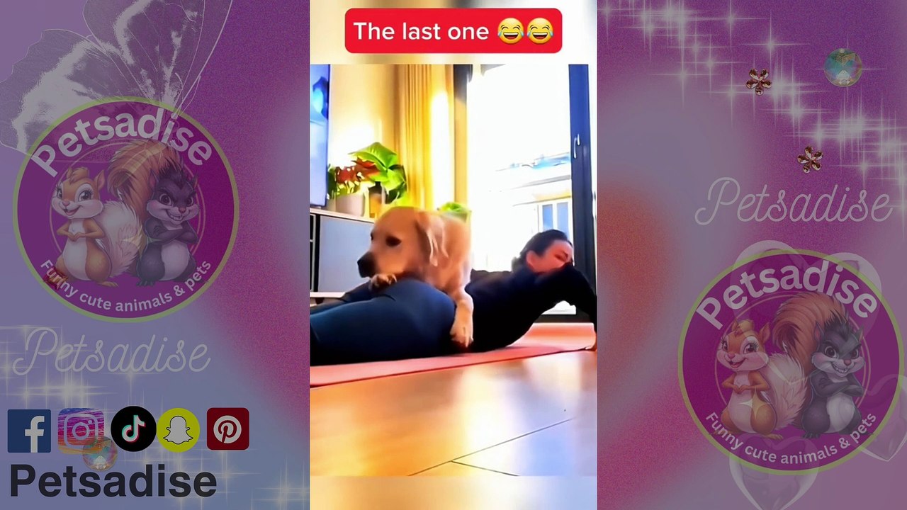 Hilarious Moments with Funny Animals and Pets Laugh Out Loud with These Funny Pets and Animals | Best Compilation Ever!