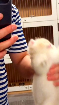 Beautiful cat nice cat beautiful cat #naturalbeauty933#naturalbeauty#bequty#hotviideo#natural#trendvideo#trendingvideo#foryou#fale#cat#nicelook#beautiful