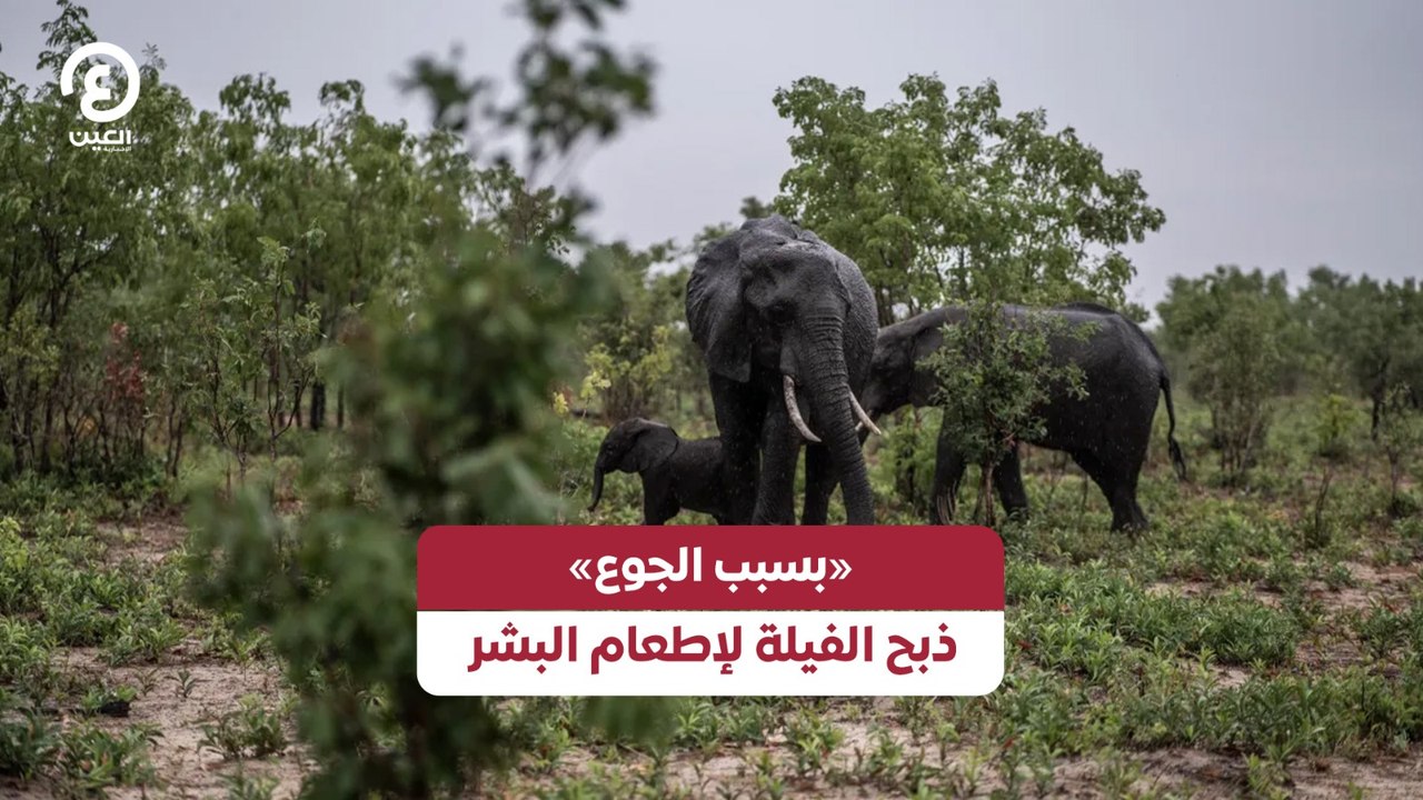 «بسبب الجوع» ذبح الفيلة لإطعام البشر
