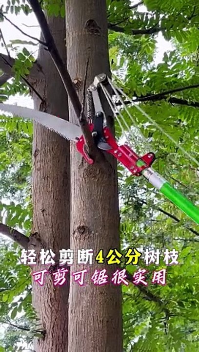 সহজেই 4 সেমি শাখা এনটি কেটে ফেলুন