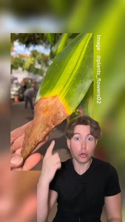 À propos des plantes vertes 