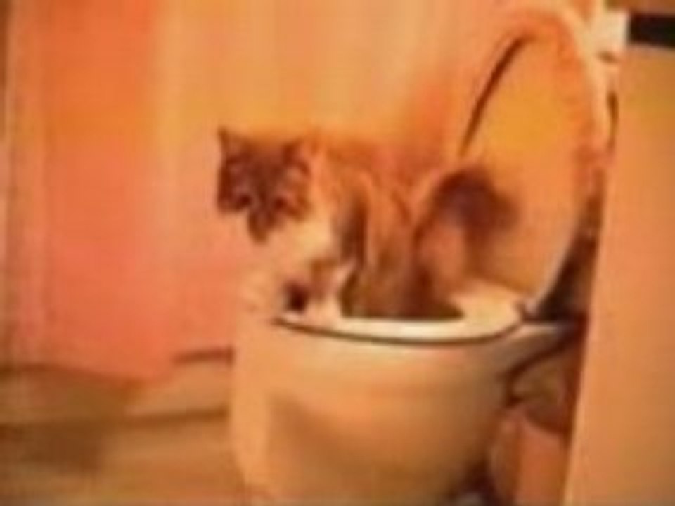 Chat au chiot