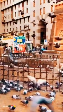 رسول اللہ ﷺ کس طرح وضو کیا کرتے تھے