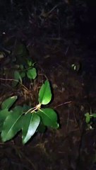 Iporã: Polícia Federal e BPFron apreendem 573 kg de maconha no distrito de Oroitê