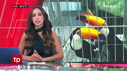 Aves eran trasladadas en bolsos y tenían el pico cerrado con cinta, tres murieron