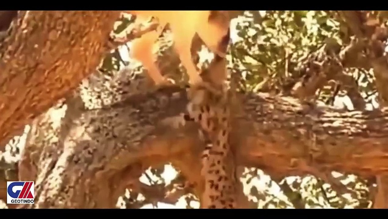BIRD VS BABY LEOPARD-2