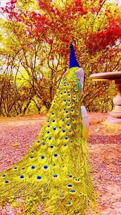 Beautiful Peacock,,,