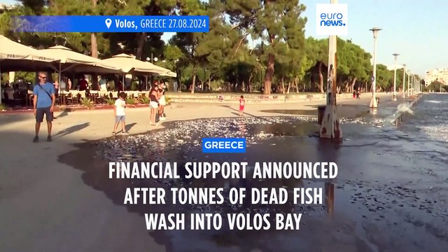 Greek authorities announce financial support after dead fish wash into Volos