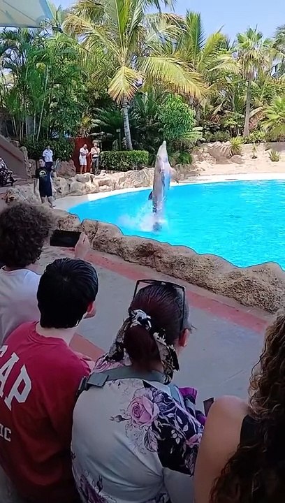 Dolphin is looking very beautiful while dancing. Do watch this video and also share it