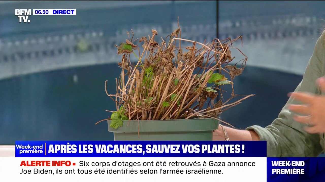 Les conseils pour sauver vos plantes après les vacances