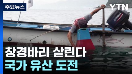 '강릉 창경바리 어업' 명맥 끊길라...국가 유산 도전 / YTN