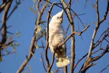 Corellas reaching 'plague proportions' in central Victorian town