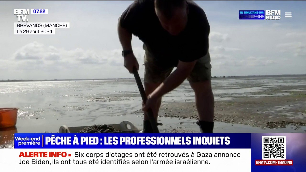 Les professionnels de la pêche à pied inquiets par la surmortalité des coques